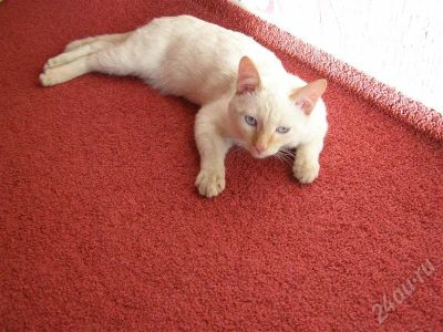 Лот: 637151. Фото: 1. котик. Остальные животные