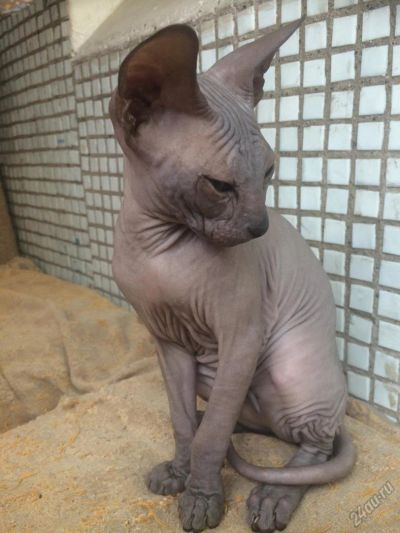 Лот: 5959482. Фото: 1. Сфинкс. Кошки, котята
