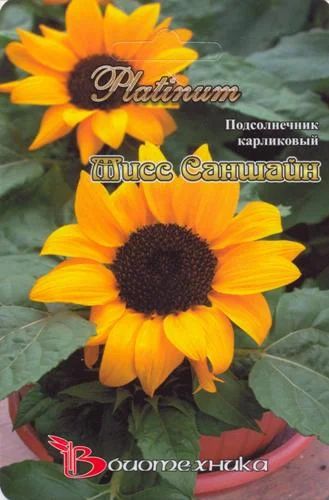 Лот: 6703291. Фото: 1. Подсолнечник карликовый Мисс саншайн... Другое (семена, рассада, садовые растения)