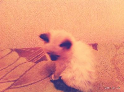 Лот: 3646596. Фото: 1. Отдам котят в хорошие руки :). Кошки, котята