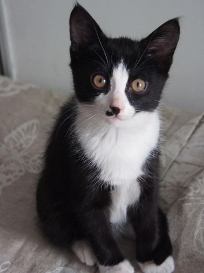 Лот: 8536649. Фото: 1. Отдам котенка, мальчик, 3 месяца. Кошки, котята