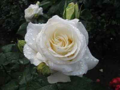 Лот: 11571275. Фото: 1. роза садовая "белая жемчужина". Садовые цветы
