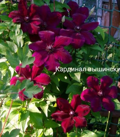 Лот: 15751315. Фото: 1. Клематис кардинал вышински. Садовые цветы