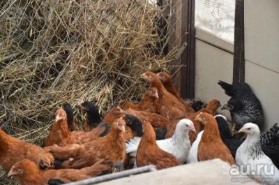 Лот: 8726164. Фото: 1. Продам кур домашних молодок и... Птицы