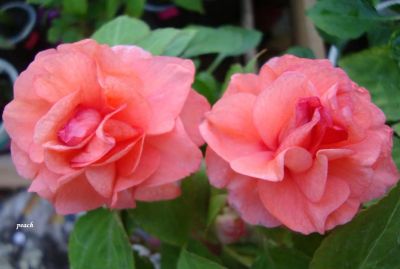 Лот: 8238991. Фото: 1. Бальзамин сортовой махровый Peach... Горшечные растения и комнатные цветы