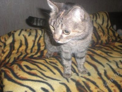 Лот: 2399546. Фото: 1. Чистая, окуратная кошка) См. ЛОТ... Кошки, котята