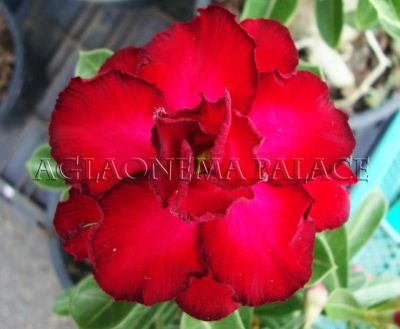 Лот: 4038359. Фото: 1. Dang Sub Charoen Adenium. Горшечные растения и комнатные цветы
