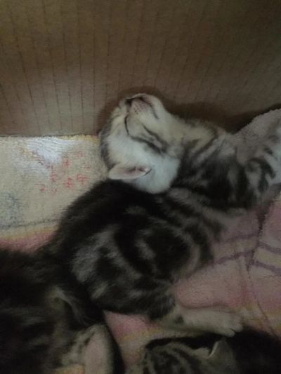 Лот: 7784299. Фото: 1. Мраморный плюшевый тяжеловес из... Кошки, котята