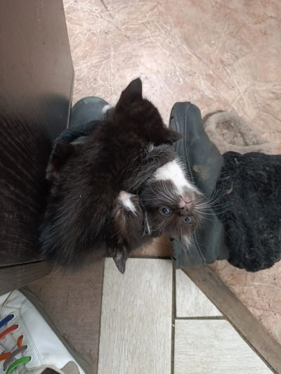 Лот: 25413010. Фото: 1. Котя девочка чернаЯ. Кошки, котята