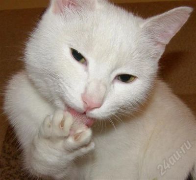 Лот: 603115. Фото: 1. Молодой котик ищет хозяев!. Остальные животные