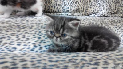 Лот: 9644653. Фото: 1. Котик-экзотик очаровашка. Срочно... Кошки, котята