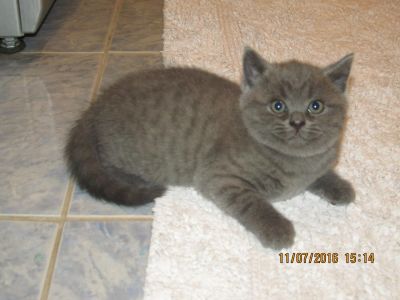 Лот: 7978394. Фото: 1. британец. Кошки, котята