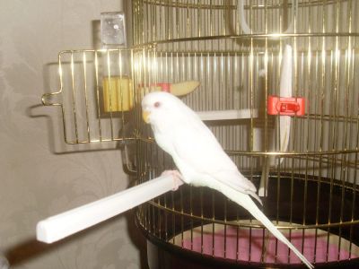 Лот: 8234596. Фото: 1. Волнистый попугай (альбинос). Птицы