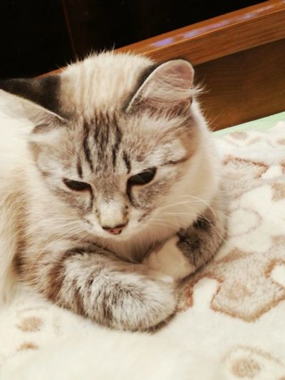 Лот: 15610288. Фото: 1. Котята от невской маскарадной... Кошки, котята