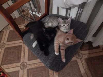 Лот: 6560228. Фото: 1. Котята. Кошки, котята