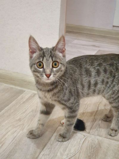 Лот: 15787601. Фото: 1. Бенгальский котёнок, девочка. Кошки, котята