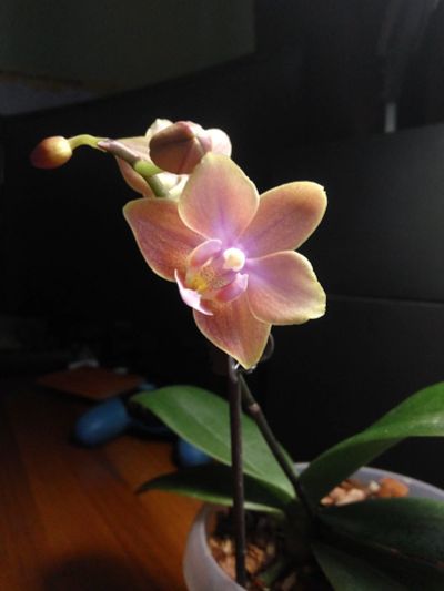 Лот: 17004790. Фото: 1. Орхидея Dusty Belle. Горшечные растения и комнатные цветы