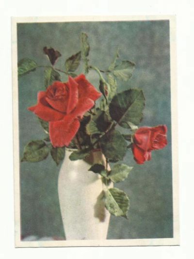 Лот: 9017208. Фото: 1. Открытка №13 Розы. 1958 год. Открытки, конверты