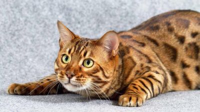 Лот: 3565872. Фото: 1. Бенгальский кот. Кошки, котята