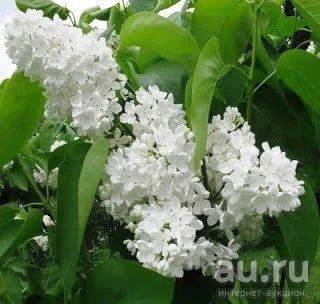 Лот: 9539025. Фото: 1. Сирень (саженцы). Садовые цветы
