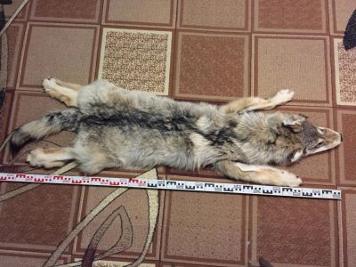 Лот: 5525256. Фото: 1. Шкура полярного волка. Разное