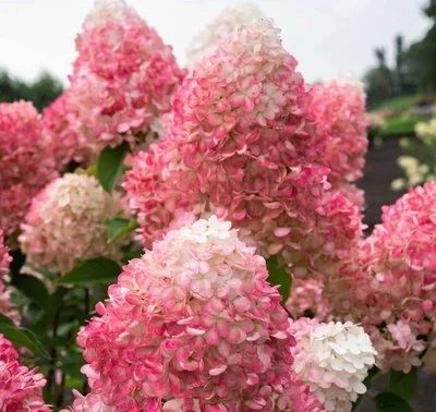 Лот: 15210363. Фото: 1. Гортензия Pink & Rose окс. Декоративные кустарники и деревья