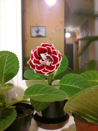 Лот: 4079738. Фото: 1. Глоксиния Red & White. Горшечные растения и комнатные цветы