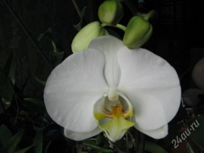 Лот: 2321954. Фото: 1. Орхидея фаленопсис 1. Горшечные растения и комнатные цветы