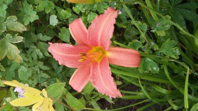 Лот: 13994472. Фото: 1. Лилейник лососево-розовый Pink... Другое (семена, рассада, садовые растения)