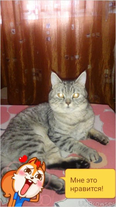 Лот: 8939256. Фото: 1. Отдам шотландца в хорошие руки... Кошки, котята
