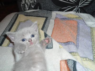 Лот: 7783174. Фото: 1. Котята. Кошки, котята