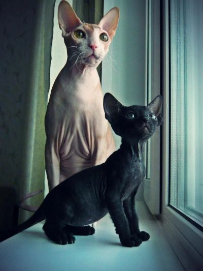 Лот: 6773571. Фото: 1. Котенок донского сфинкса (черный... Кошки, котята