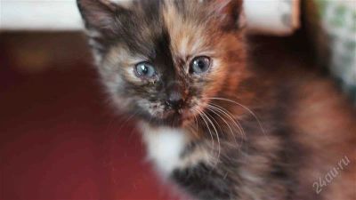Лот: 1549381. Фото: 1. Котенока в добрые руки. Кошки, котята