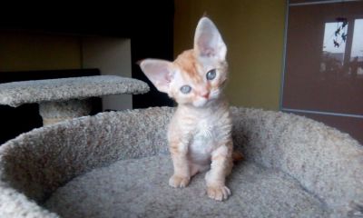 Лот: 10765208. Фото: 1. Котик породы девон-рекс. Кошки, котята