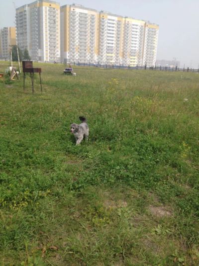 Лот: 7911555. Фото: 1. Срочно серебристую девочку Николетту... Собаки, щенки