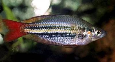Лот: 5342169. Фото: 1. Меланотения Маккалоха (Melanotaenia... Рыбки
