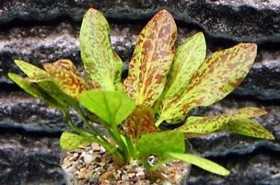Лот: 9041527. Фото: 1. Эхинодорус "Райнерс Феликс" (Echinodorus... Водные растения
