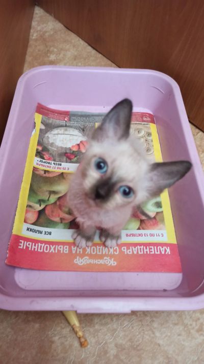 Лот: 19225081. Фото: 1. Котята сфинкс. Кошки, котята
