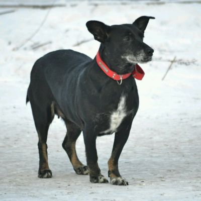 Лот: 11001577. Фото: 1. Собака, сука. Собаки, щенки