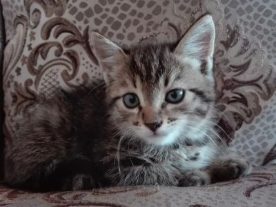 Лот: 8266976. Фото: 1. Котенок воспитанный омоновской... Кошки, котята