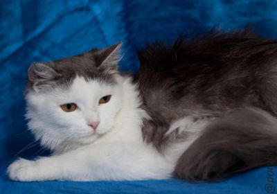 Лот: 5847734. Фото: 1. Прекрасная Жемчужина!)). Кошки, котята