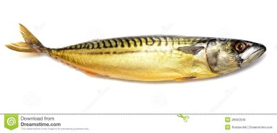 Лот: 8461660. Фото: 1. скумбрия олюторская х/к 1 сорт... Икра, рыба, морепродукты
