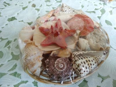 Лот: 14548070. Фото: 1. Ракушки. Аксессуары