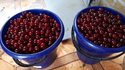 Лот: 5875973. Фото: 1. вишня на ножке ) ооочень вкусна... Ягоды, орехи