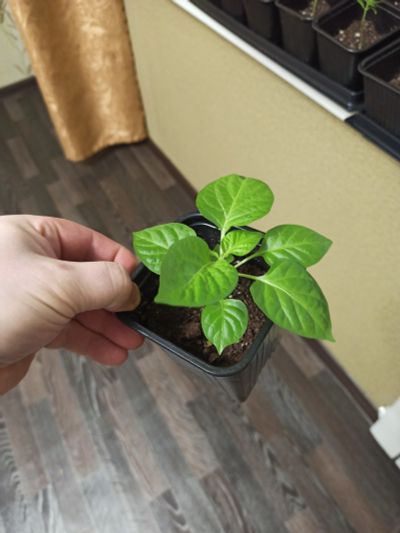 Лот: 12048029. Фото: 1. Bhutlah mustard (горчичный), конкурент... Горшечные растения и комнатные цветы