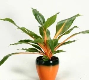 Лот: 9171458. Фото: 1. Орхидаструм (хлорофитум оранжевый... Горшечные растения и комнатные цветы