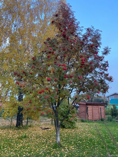 Лот: 18160550. Фото: 1. аренда дома. Дома, дачи, коттеджи