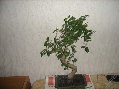 Лот: 964002. Фото: 1. бонсай лигиструм. Горшечные растения и комнатные цветы