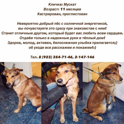 Лот: 8647204. Фото: 1. Мускат ищет дом!. Собаки, щенки