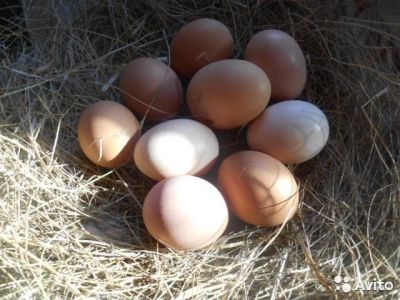Лот: 9695773. Фото: 1. Инкубационное яйцо кур. Птицы